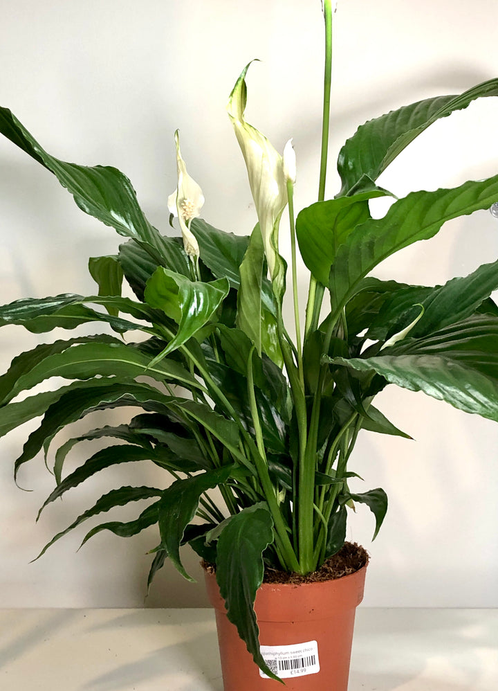 Spathiphyllum Sweet Chico - peace lilly
