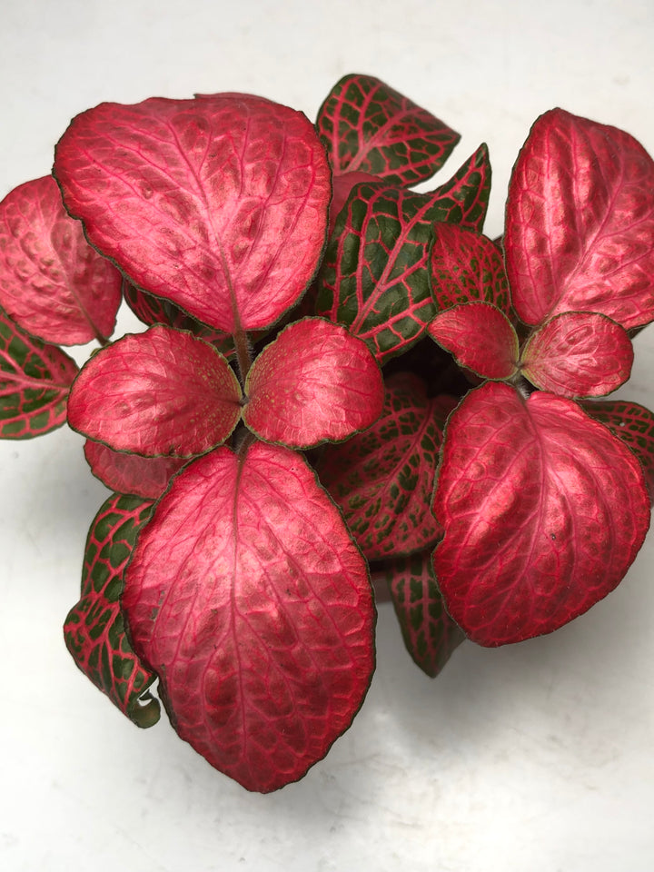 Fittonia Mix -Pink Diamond