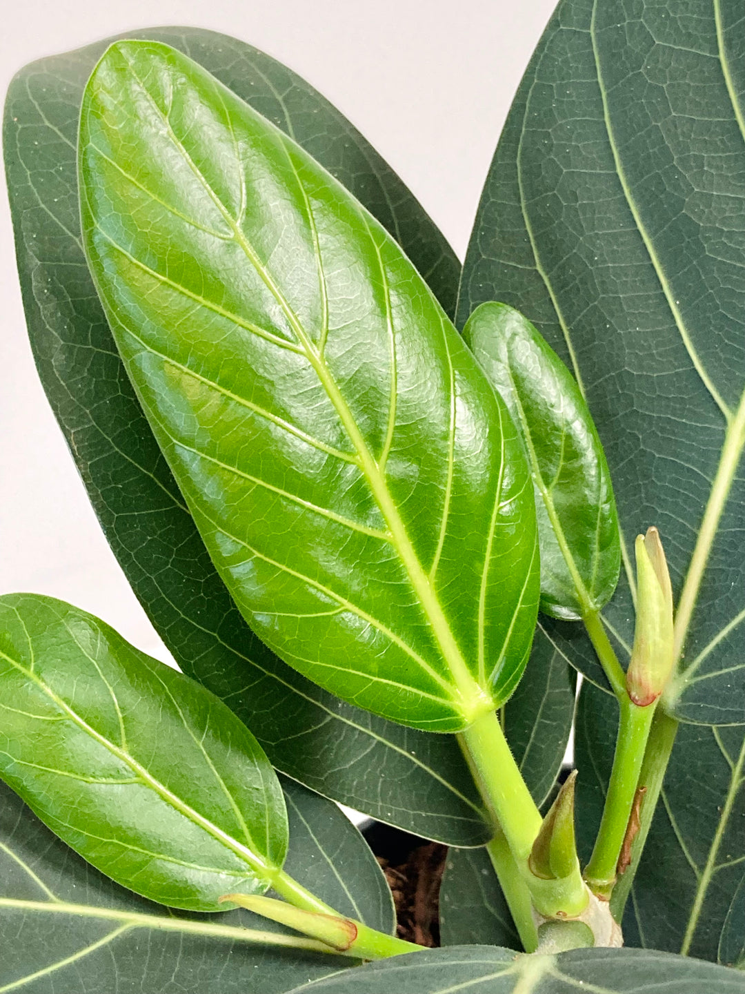 Ficus Benghalensis