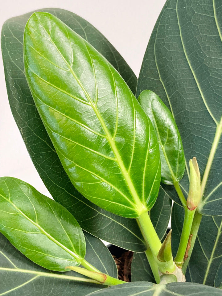Ficus Benghalensis