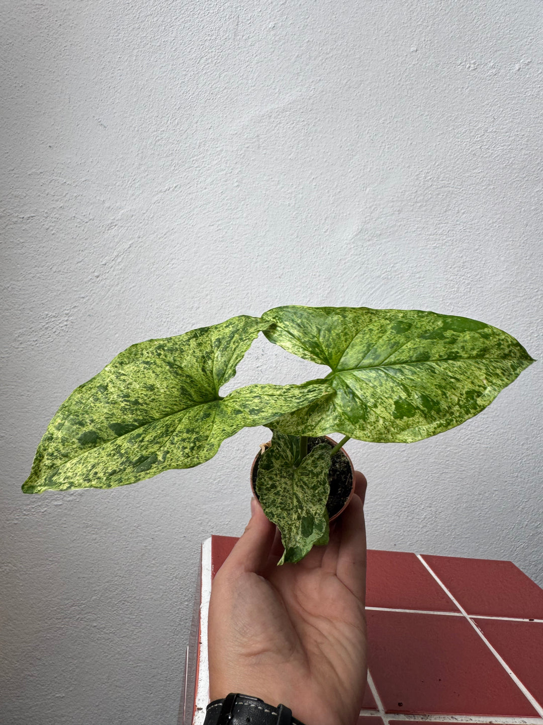 Syngonium Mojito - Syngonium Mottled