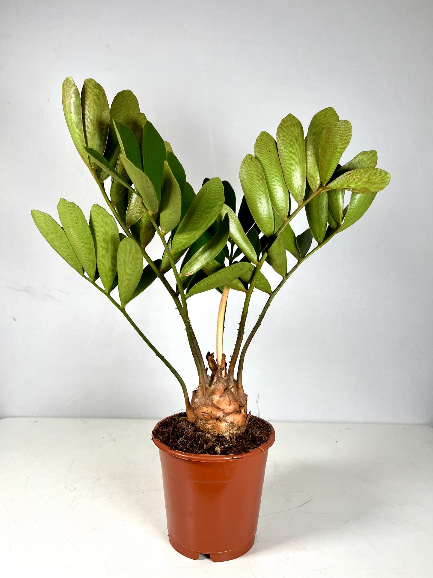 Zamia Furfuracea - Cardboard Palm