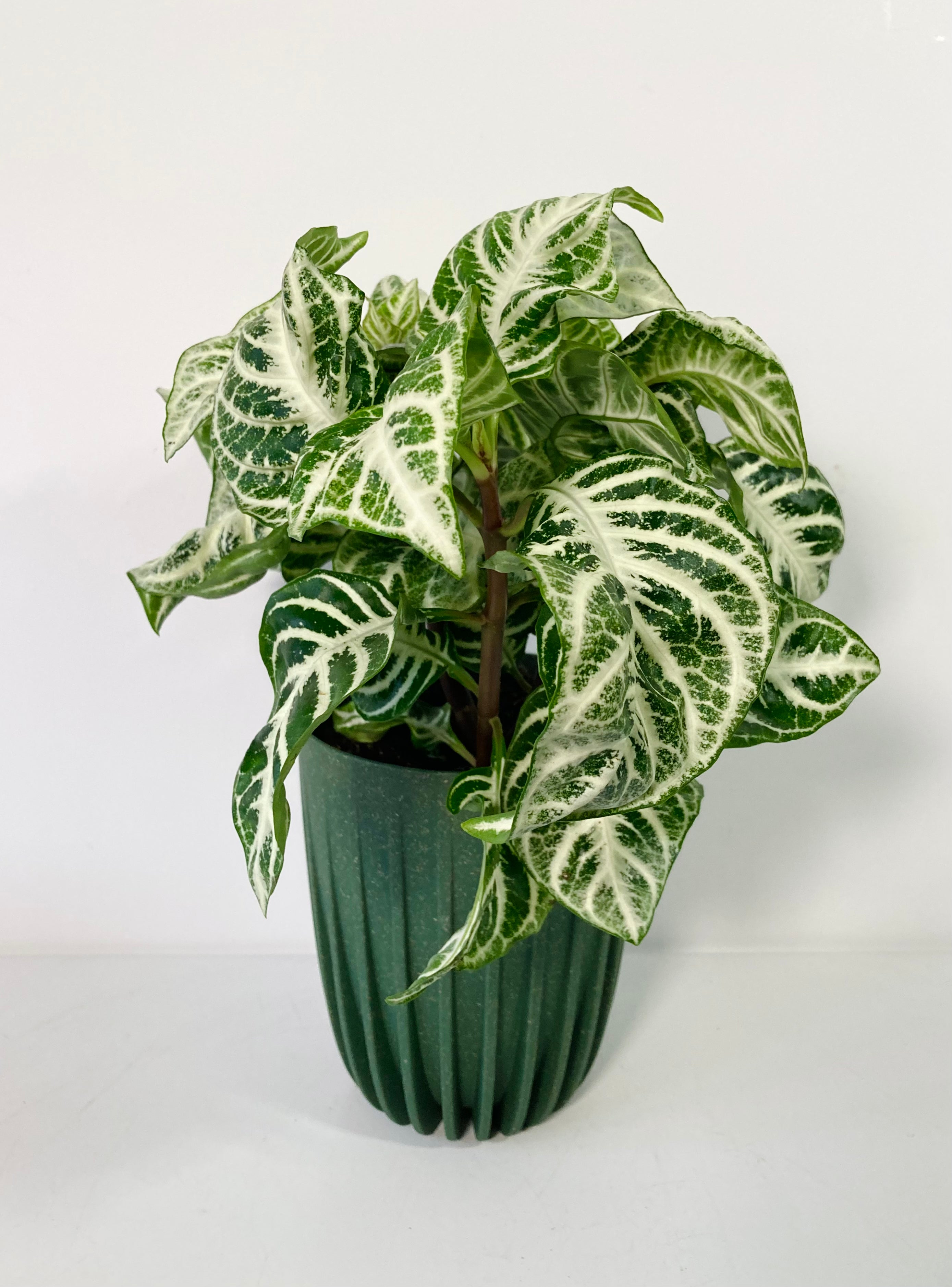 Aphelandra Curly White – Plant Studio