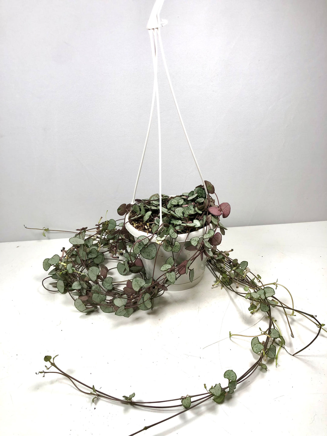 Ceropegia woodii Silver Glory- String of Hearts