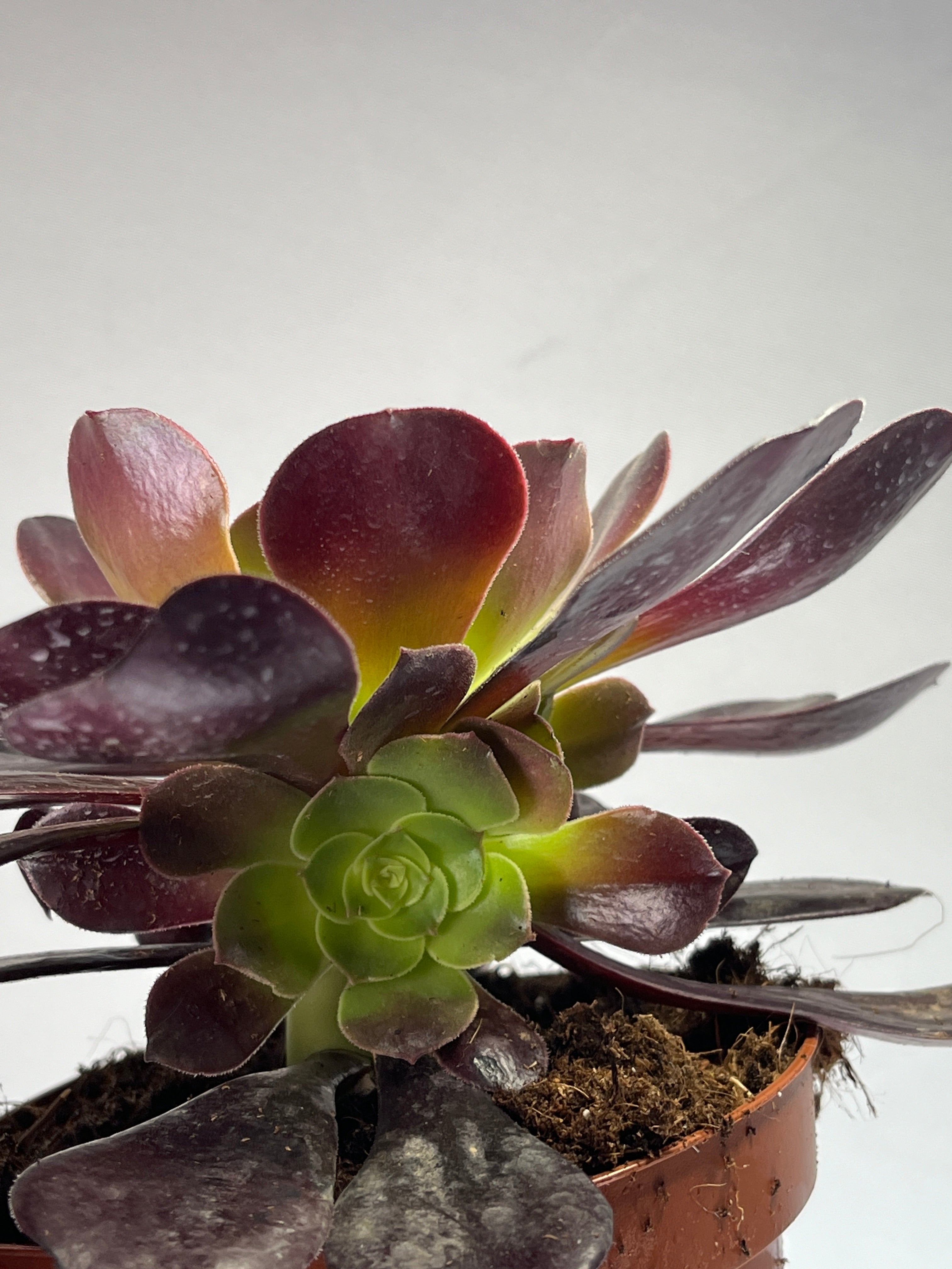 Rare Aeonium arboreum orders ‘Velour’ c11” t, Live Rooted , get 2 free succulen