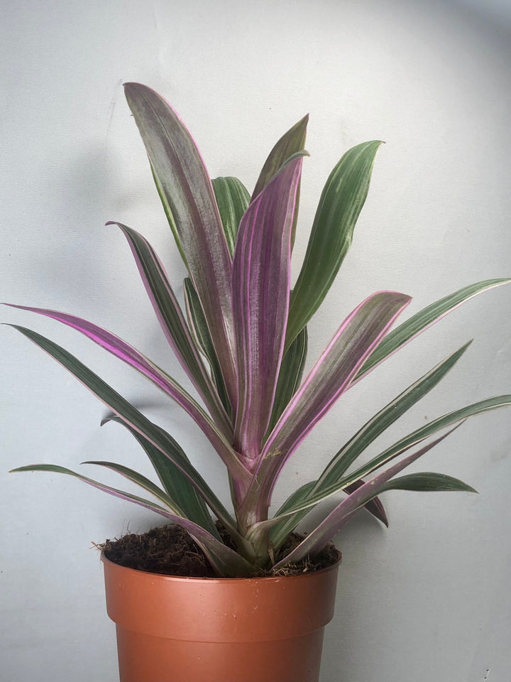 Tradescantia Rhoeo Spathacea - Moses in the Cradle
