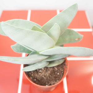 Crassula perfoliata var. falcata ‘Boomerang’ - Crassula ‘Boomerang’