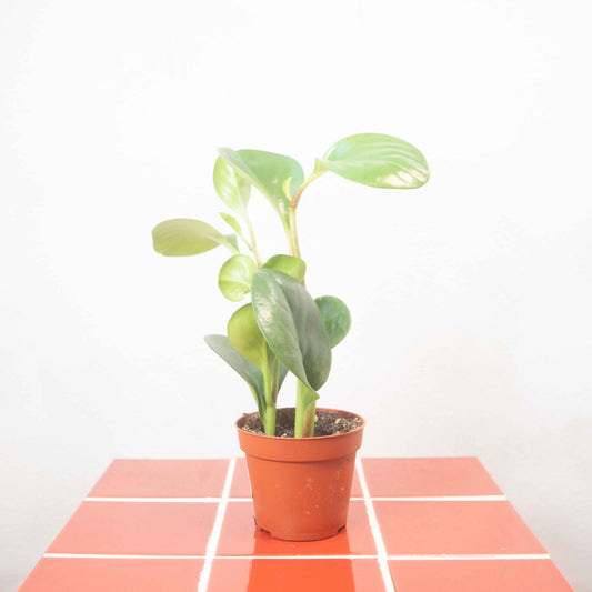 Peperomia obtusifolia - Baby Rubber Plant