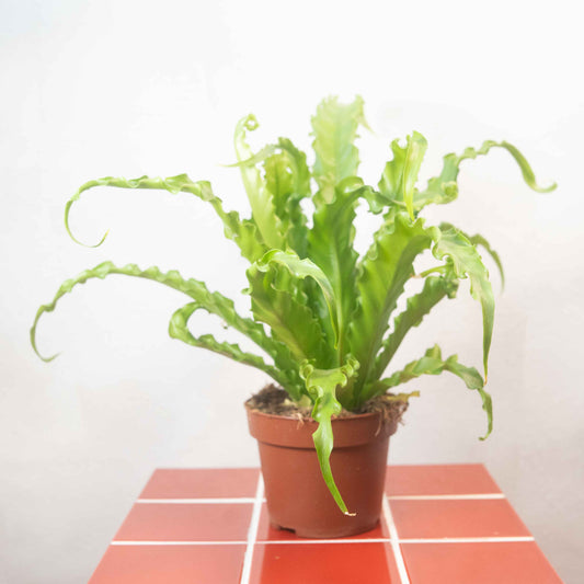 Asplenium antiquum ‘Osaka’ – Bird’s Nest Fern
