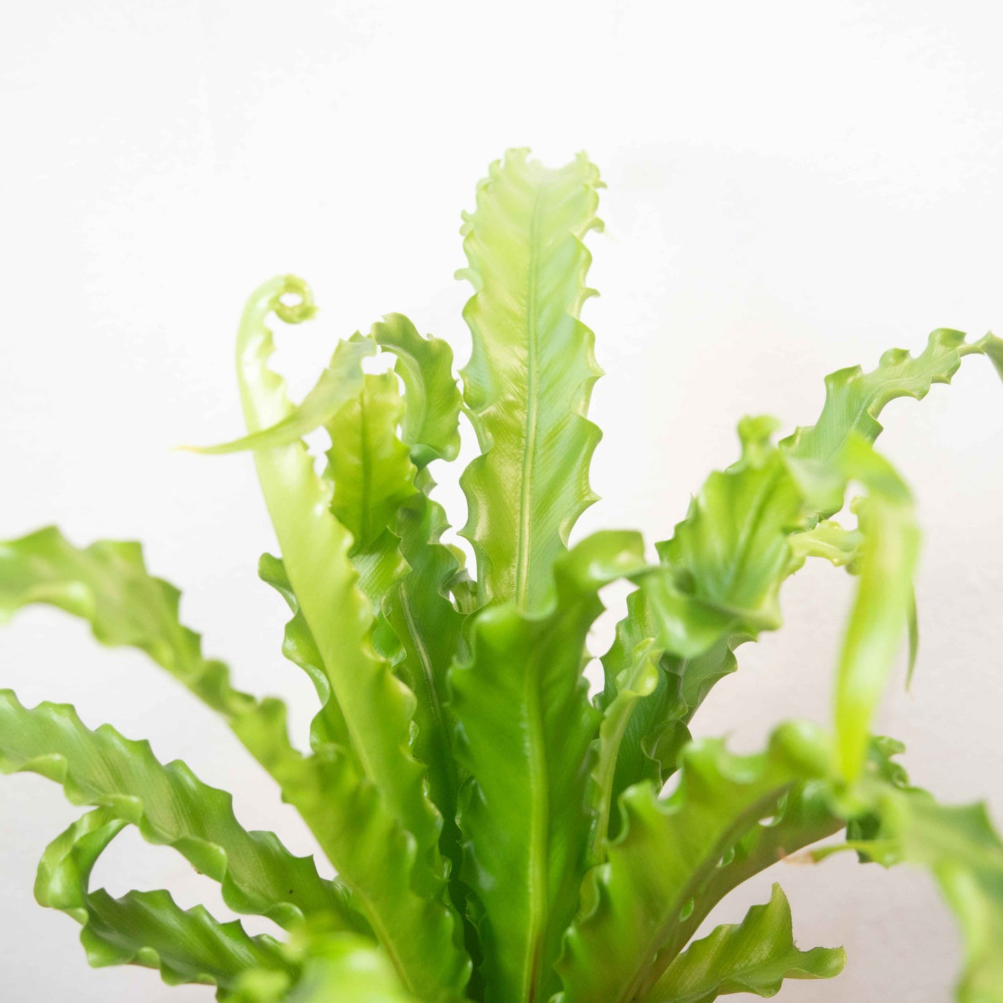 Asplenium antiquum ‘Osaka’ – Bird’s Nest Fern