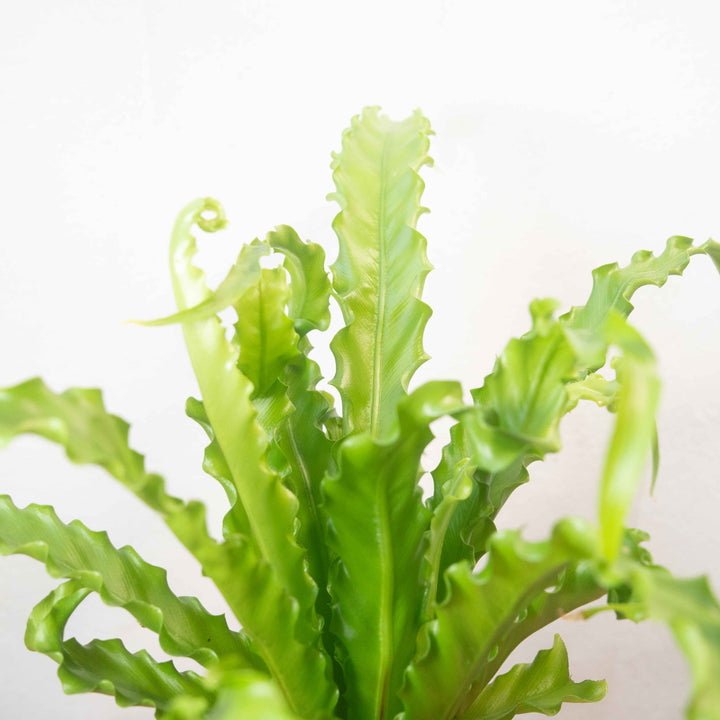 Asplenium antiquum ‘Osaka’ – Bird’s Nest Fern
