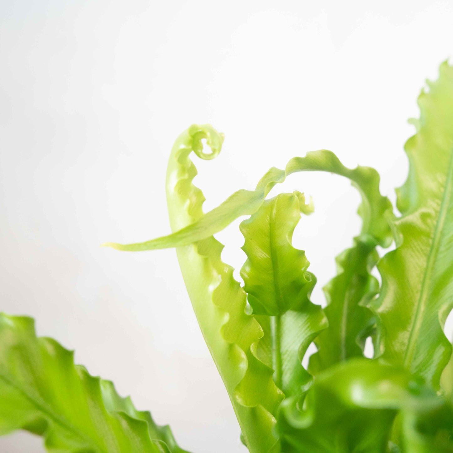 Asplenium antiquum ‘Osaka’ – Bird’s Nest Fern