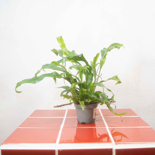 Microsorum pteropus – Java Fern