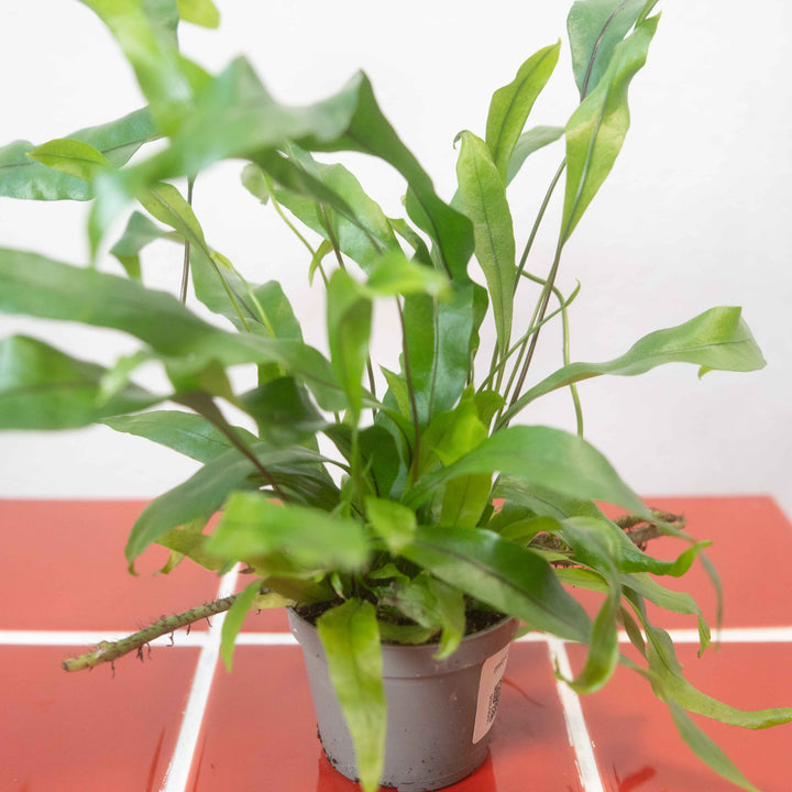 Microsorum pteropus – Java Fern