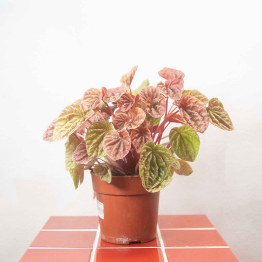 Peperomia caperata ‘Quito ’- Quito Ripple Peperomia,