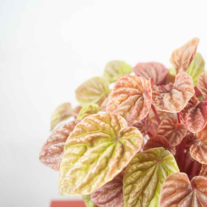 Peperomia caperata ‘Quito ’- Quito Ripple Peperomia,