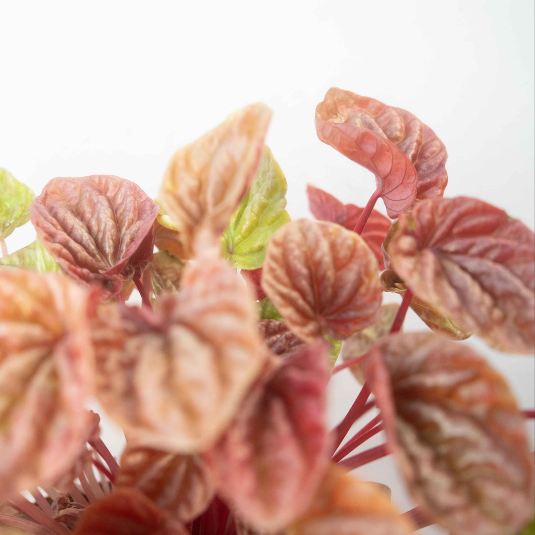Peperomia caperata ‘Quito ’- Quito Ripple Peperomia,