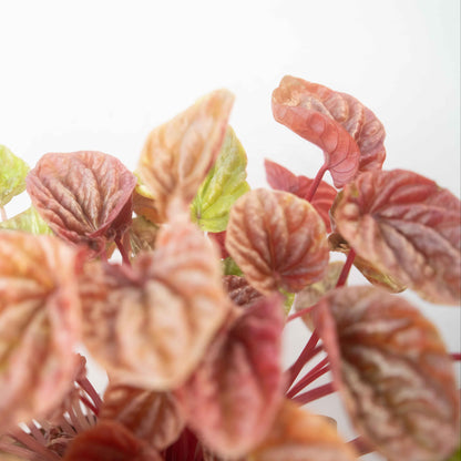 Peperomia caperata ‘Quito ’- Quito Ripple Peperomia,