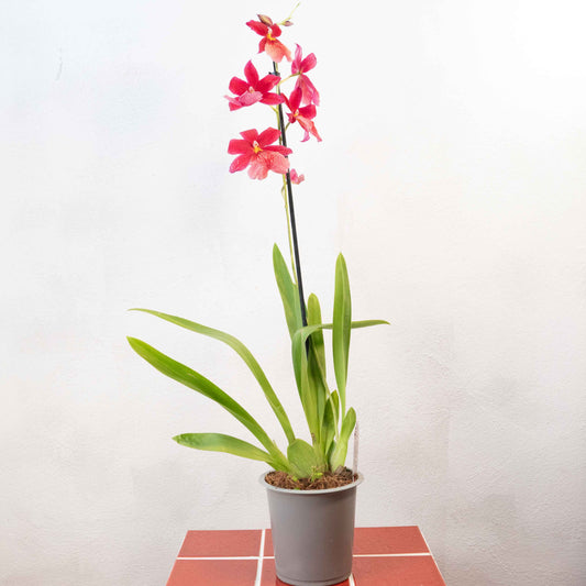 Burrageara Orchid ‘Nelly Isler’