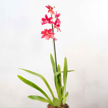 Burrageara Orchid ‘Nelly Isler’