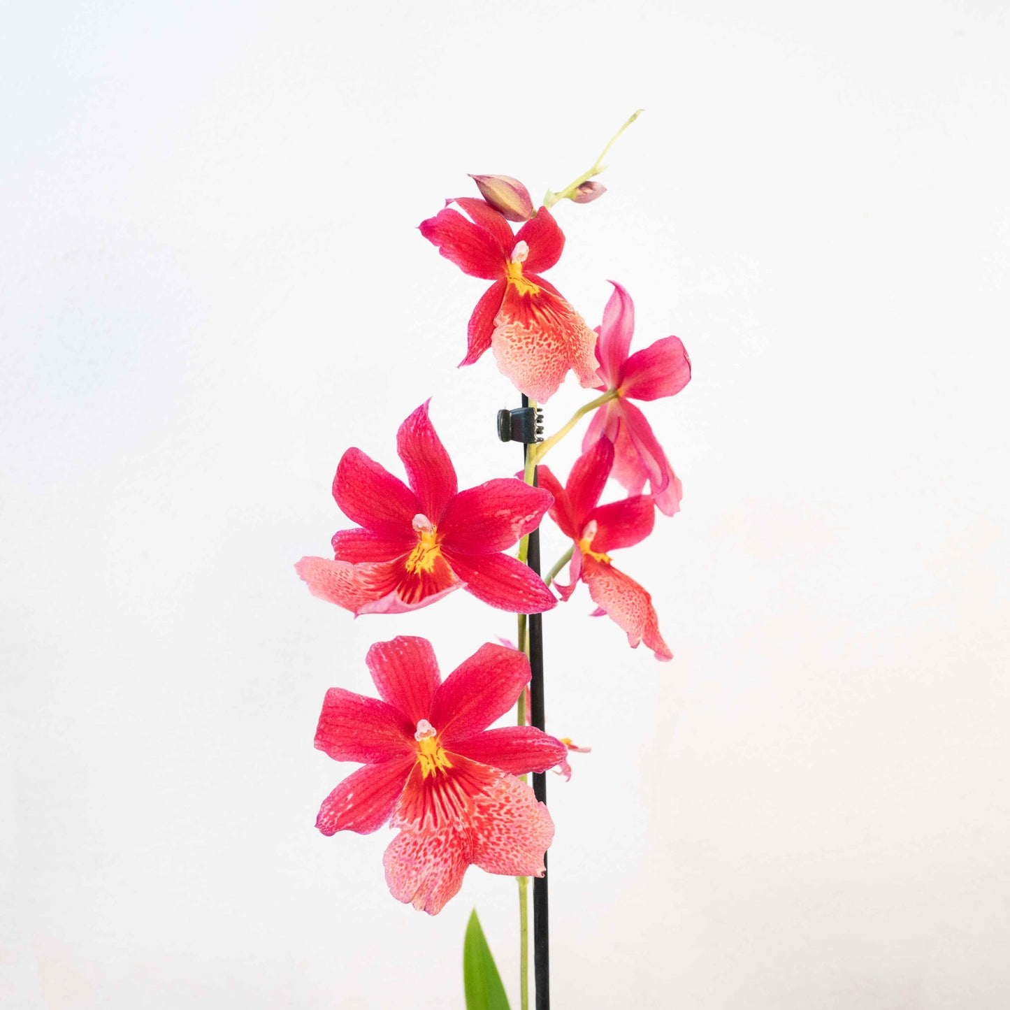 Burrageara Orchid ‘Nelly Isler’