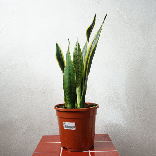 Sansevieria Laurentii  - Snake Plant