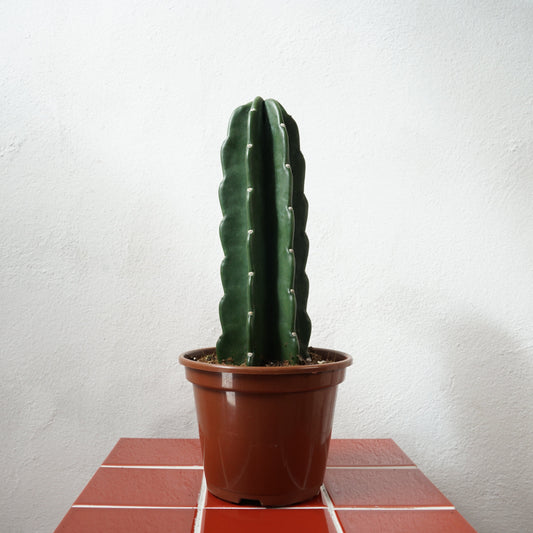 Cuddly Cactus -Cereus jamacaru hybrid- – Spineless Wonder