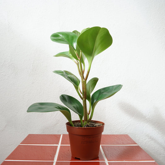 Peperomia obtusifolia - Baby Rubber Plant