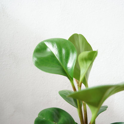 Peperomia obtusifolia - Baby Rubber Plant