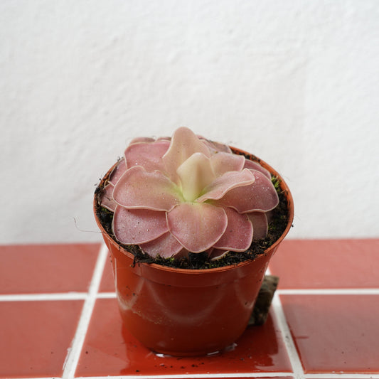 Pinguicula weser - Cerise Blooming Butterwort
