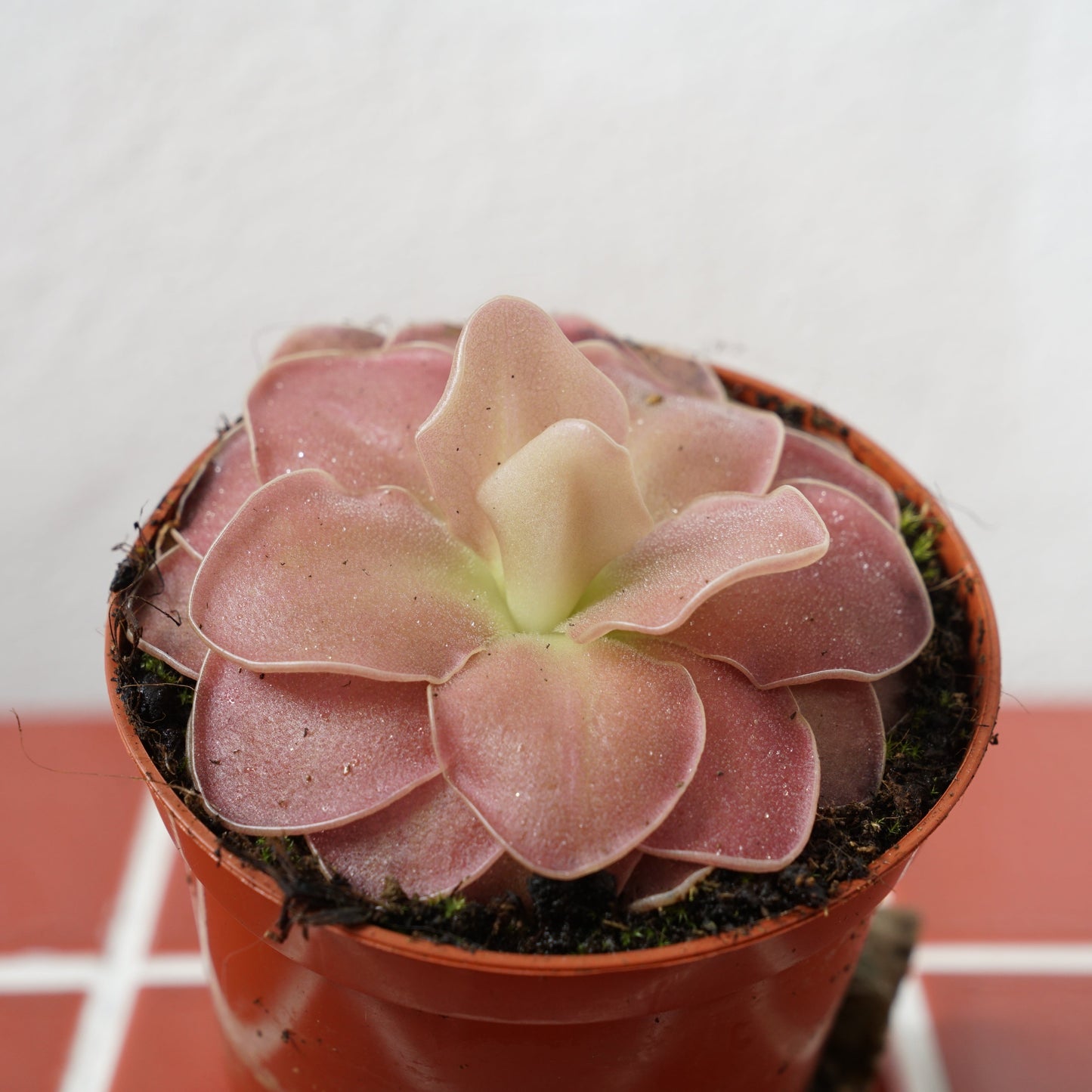 Pinguicula weser - Cerise Blooming Butterwort