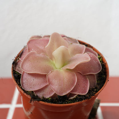 Pinguicula weser - Cerise Blooming Butterwort