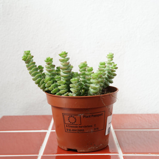 Crassula marnieriana – Jade Necklace Vine / Worm Plant