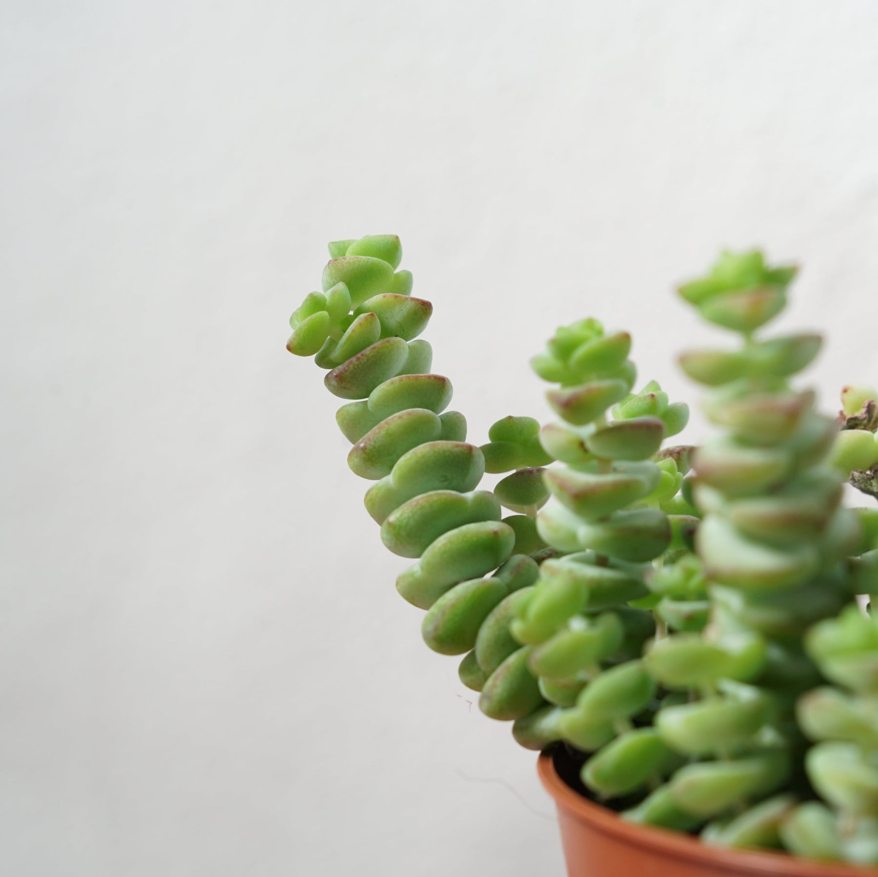 succulent worm Crassula marnieriana – Jade Necklace Vine Succulent – Plant Studio