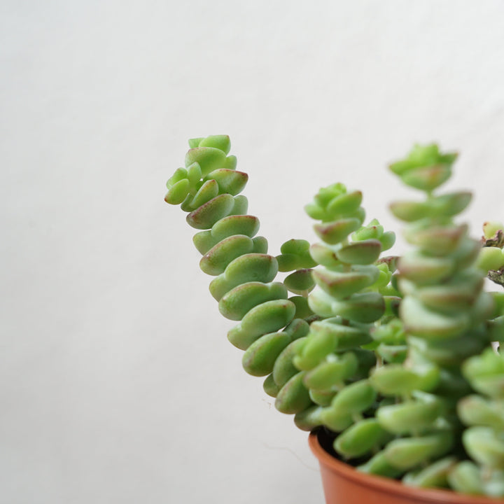 Crassula marnieriana – Jade Necklace Vine / Worm Plant