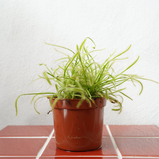 Drosera capensis ‘Alba’ – Cape Sundew (Green & White Form)