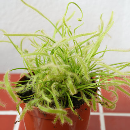 Drosera capensis ‘Alba’ – Cape Sundew (Green & White Form)