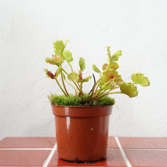 Dionaea muscipula ‘Zipp’ – Venus Flytrap ‘Zipp’