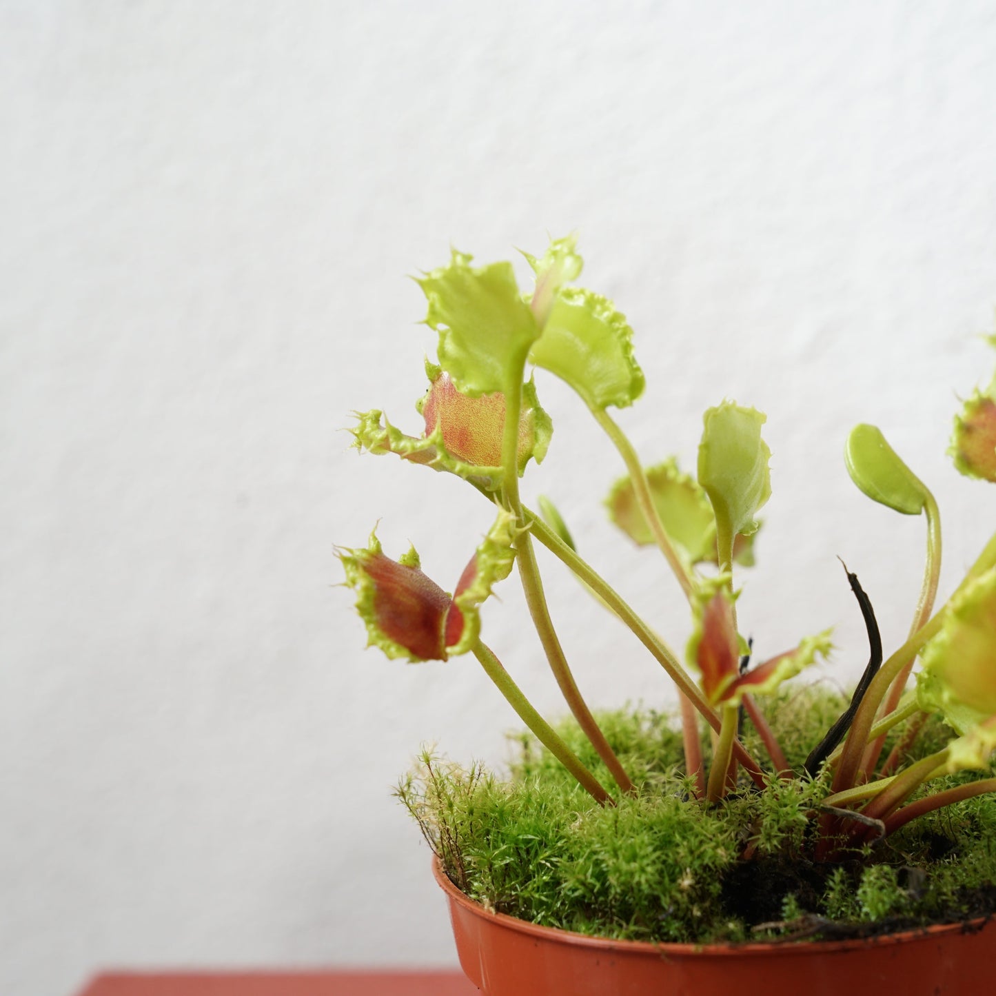 Dionaea muscipula ‘Zipp’ – Venus Flytrap ‘Zipp’