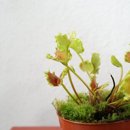 Dionaea muscipula ‘Zipp’ – Venus Flytrap ‘Zipp’
