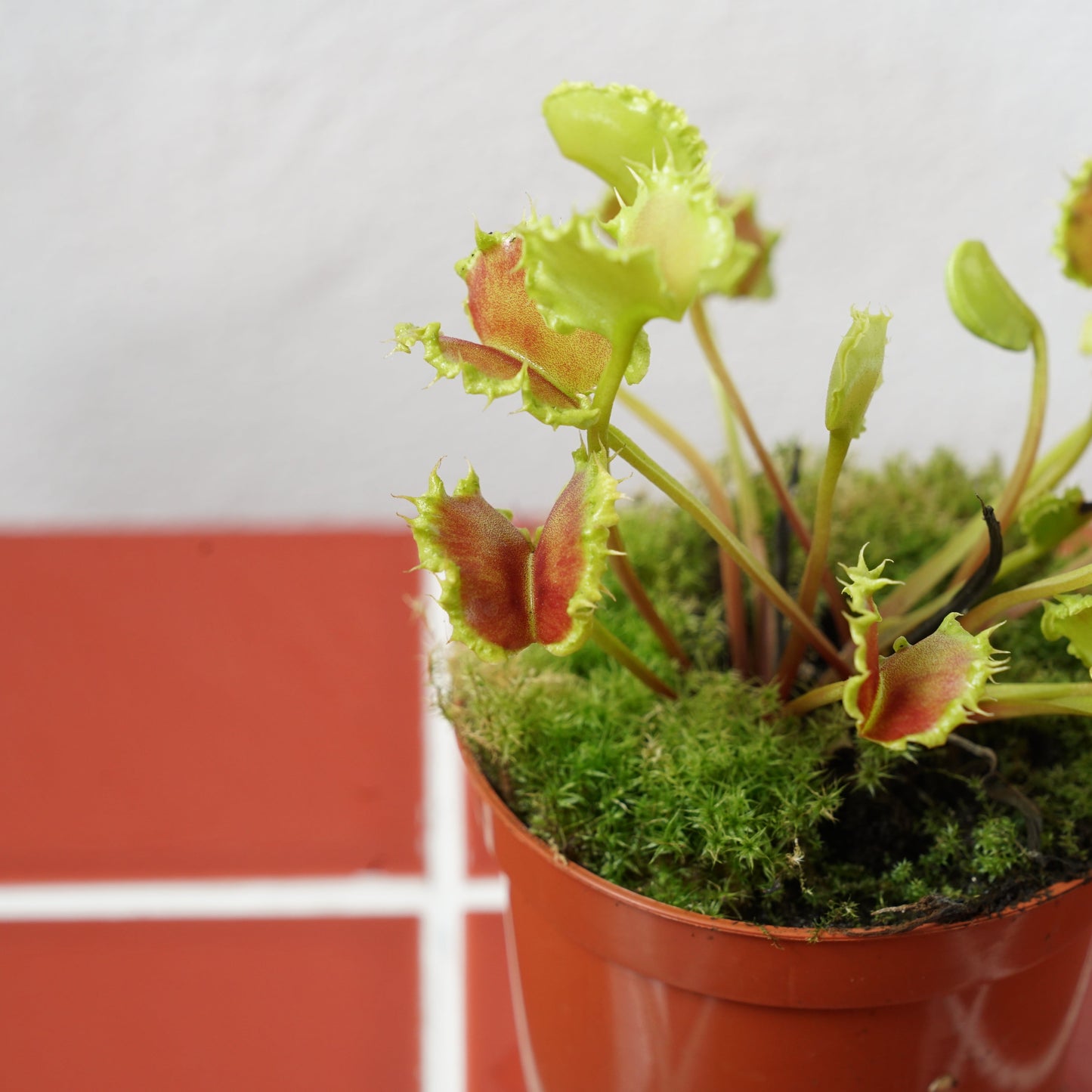 Dionaea muscipula ‘Zipp’ – Venus Flytrap ‘Zipp’