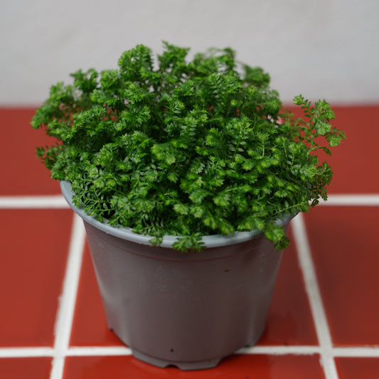 Selaginella apoda - Meadow spikemoss