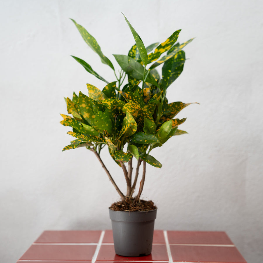 codiaeum plant indoor Codiaeum KL 'Gold Sun' – Croton with Golden Foliage
