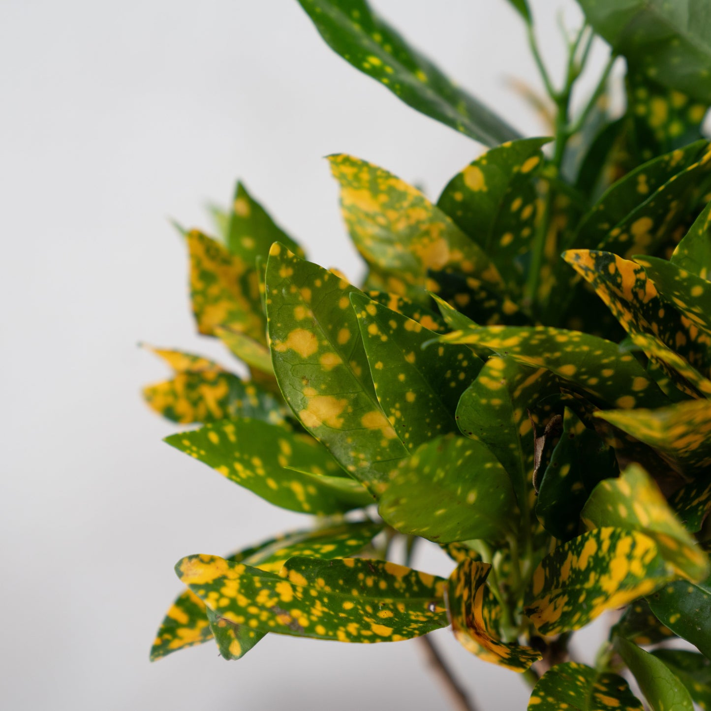 Codiaeum KL ‘Gold Sun’ – Croton