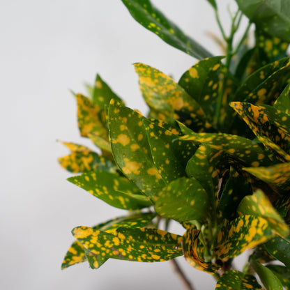 Codiaeum KL ‘Gold Sun’ – Croton