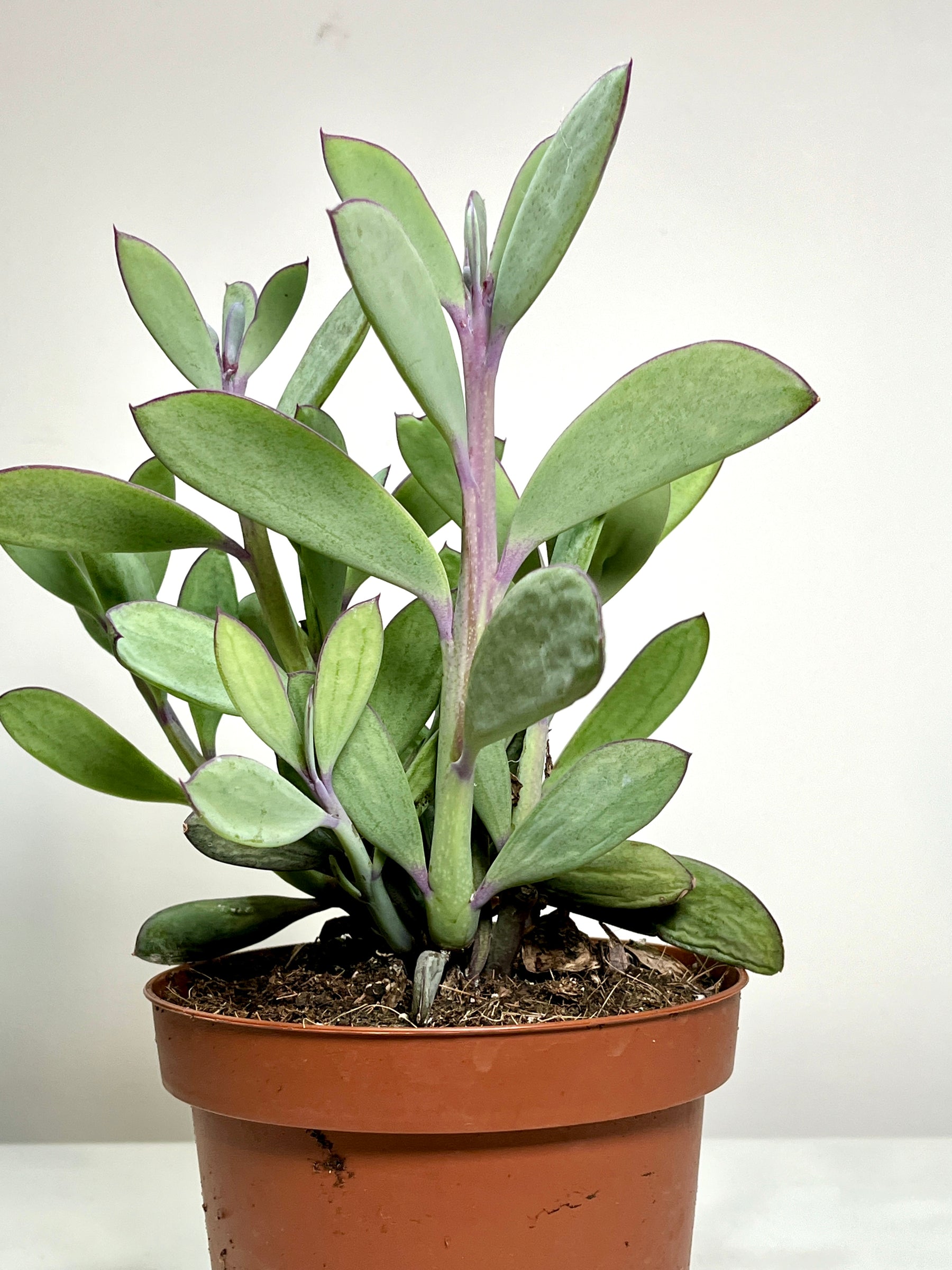lavender steps succulent Senecio Crassissimus