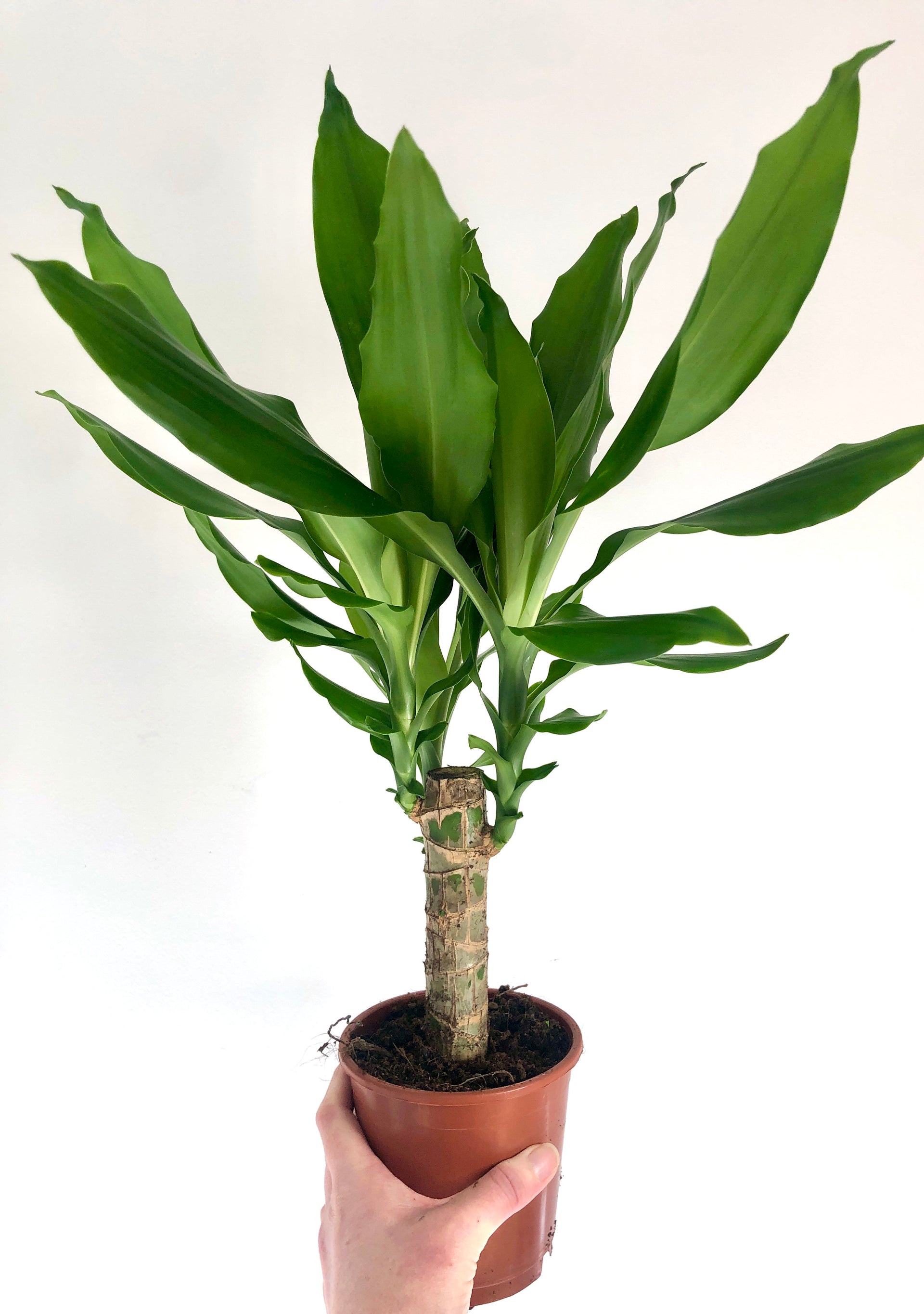 Dracaena Steudneri – Plant Studio