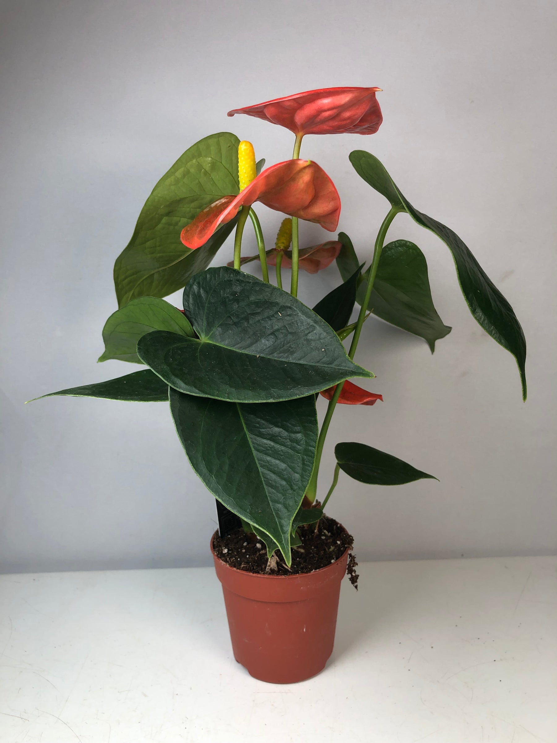 anthurium orange Anthurium orange – Plant Studio