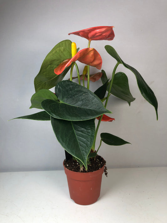 Anthurium orange