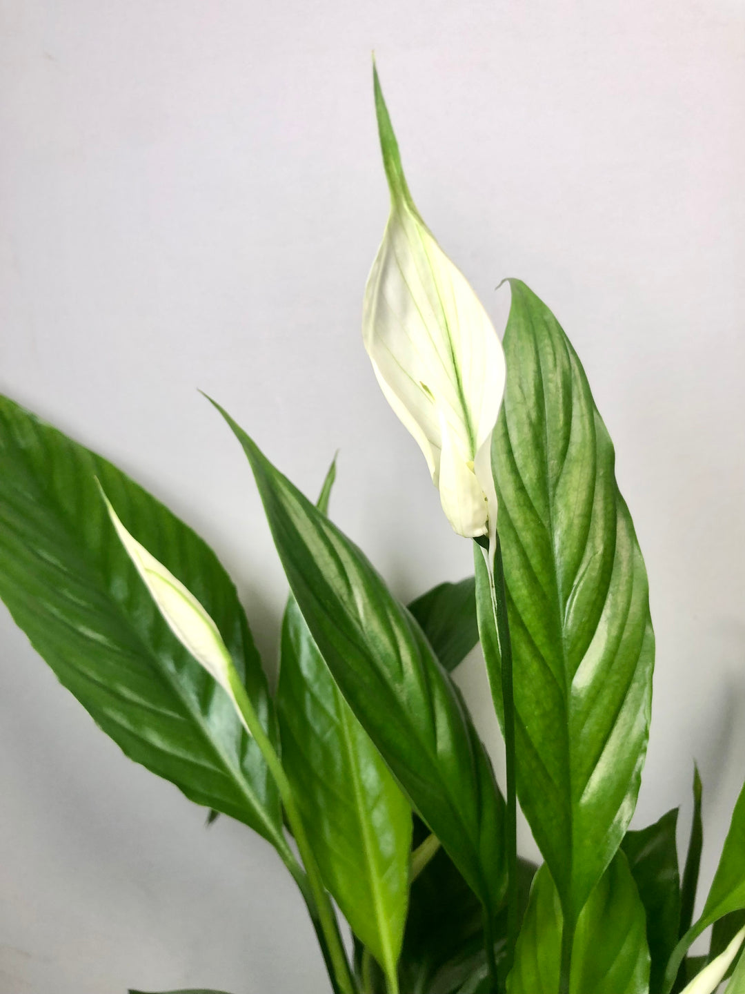 Spathiphyllum Alana - peace lilly
